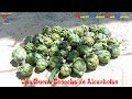 Una Buena Cosecha de Alcachofas - Cultivo de las Alcachoferas - Huerto Urbano Luis Servia