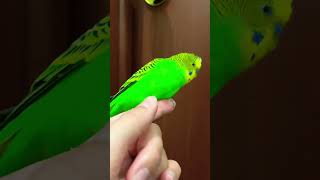 Говорящий волнистый попугай, сказал слово «какашка» 😮🤭 #плохойпарень #birds #cute #parakeet