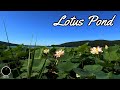 Lotus pond extended  aakash gandhi