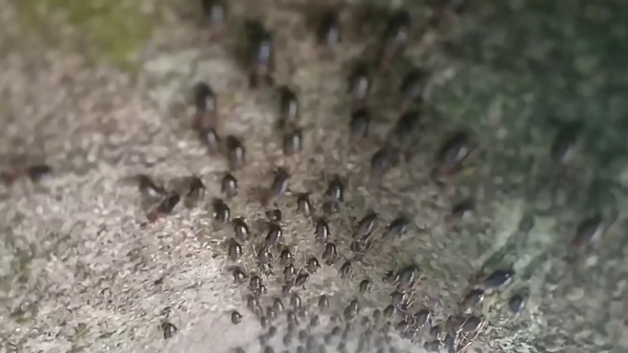 Mande  mangisiko chagipa A.kin