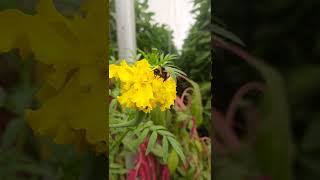ABEJORRO en TAGETE #short #biodiversity #abejas #abejorro