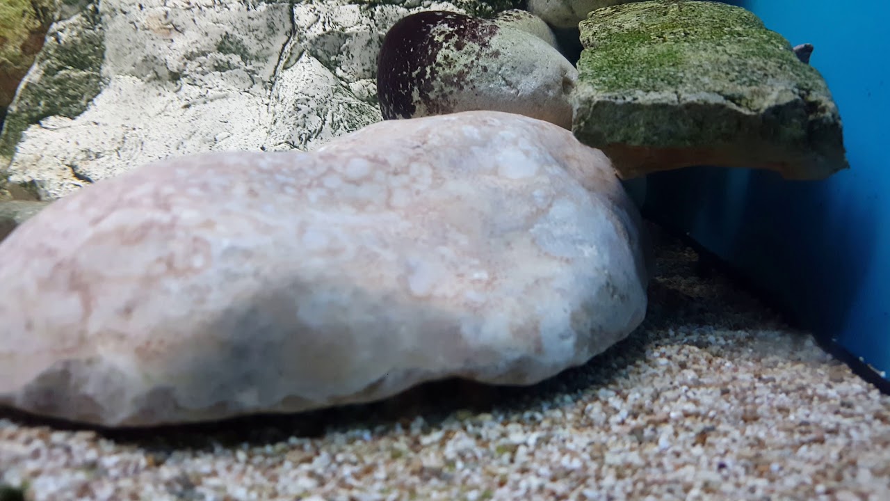 camera iphone 8 plus apk tropheus kalambo wc y eretmodus marksmithi kalya wc (marzo 2018)