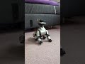 My ERS-210 & ERS-220 perform the cutest Aibo duet Ever 🎶❤️