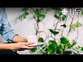 DIY Indoor Vine Trellis | CBC Life DIY Indoor Vine Trellis | CBC Life