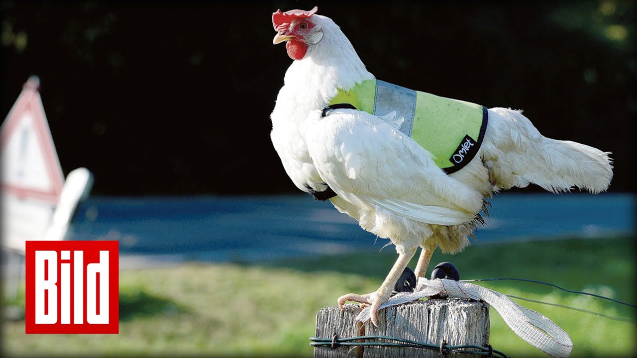 Huhn Henriette trägt Warnweste, Huhn Henriette büxt oft aus ihrem Gehege  aus. Deshalb bekommt das abenteuerlustige Huhn regelmäßig eine Warnweste  angezogen., By ZDF heute