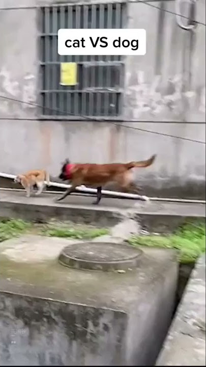 Anjing Galak Vs Kucing, Kucingnya Hampir Mati