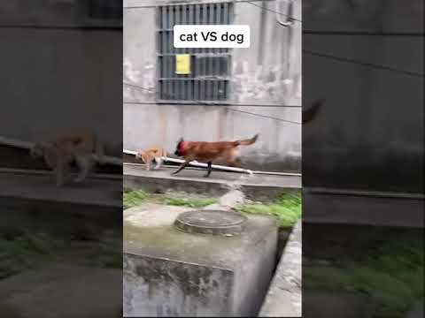 Video: Apakah anjing mati dalam hati yang gagah berani?