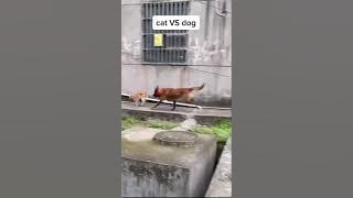 Anjing Galak Vs Kucing, Kucingnya Hampir Mati