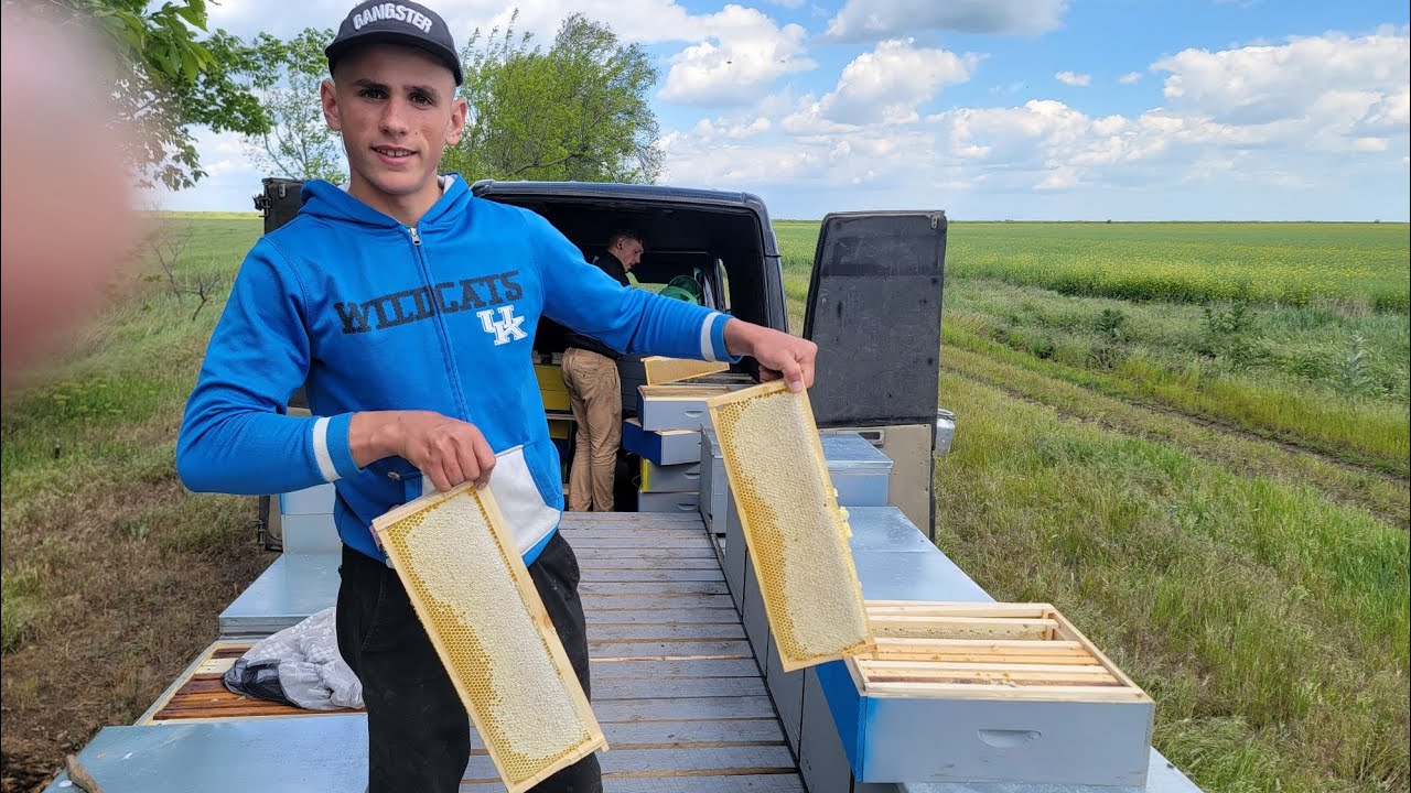 Качаем майский мёд, Будет ли акация?!  20.05.2025