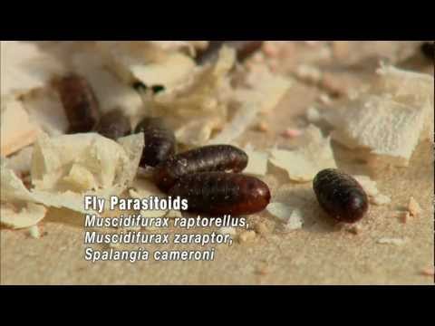 Video: Ano ang biological control at magbigay ng halimbawa?