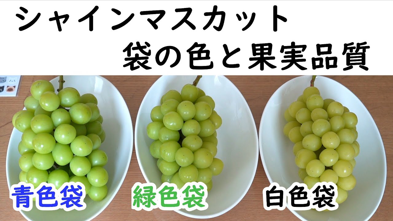 Shine Muscat: Fruit Bag Color and Quality [Differentiating Fruit