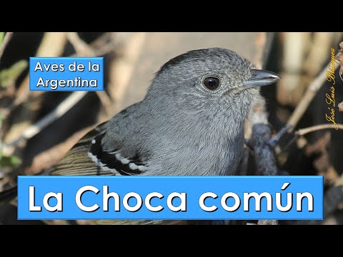 Choca común, Variable Antshrike, (Thamnophilus caerulescens), Aves de la Argentina
