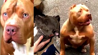 Pitbulls Being Wholesome EP. 7 | Funny and Cute Pitbull Compilation