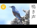 【解説付き】イソヒヨドリの鳴き声（さえずりと警戒声）