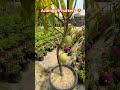 azamgarh nursery 😍@Haikal_vlogs12 #shorts #youtubeshorts