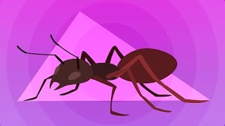 Apache Ant – быстрый старт screenshot 2