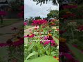 Butterfly POV