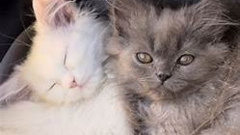 Nayan TV - Algorithmic - Boost Request - 2000000 #YTBoostRequest