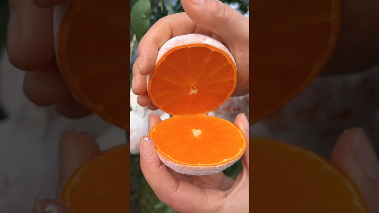 Natural oranges are very tempting to eat 