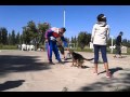 pastor aleman, entrenamiento de cachorro