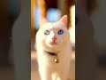 Khao Manee (ojos diamante, blanco puro, raro de Tailandia)😻😻