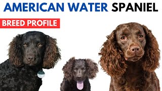 American Water Spaniel Dog Breed Profile History  Price  Traits  AWS Dog Grooming Needs Lifespan