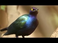 PURPLE GLOSSY STARLING, Viikunakottarainen, Lamprotornis purpureus