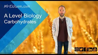 Carbohydrates - A Level Biology