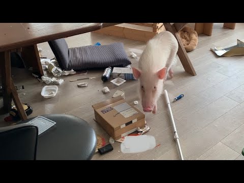 我が家のブタが爆発しました。-The owner was away and the pig went berserk-