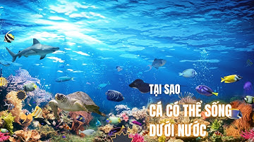 TẠI SAO CÁ CÓ THỂ SỐNG DƯỚI NƯỚC: NHỮNG KHÁM PHÁ THÚ VỊ!