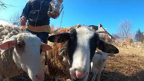 Triplet lambs at the Nutrition Research Center