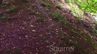 Mouse and squirrel captured with Yi Sport Action Camera