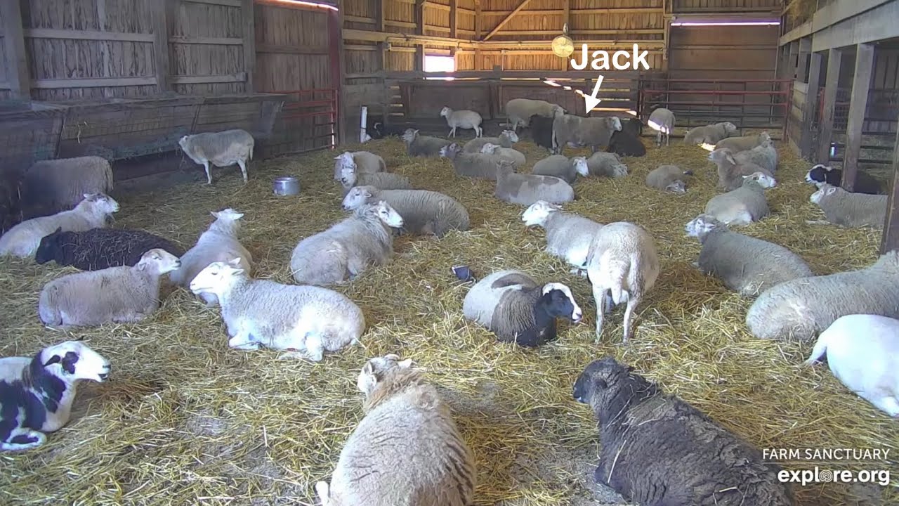 2511120 Farm Sanctuary: Jack Baaing