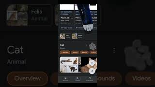 This what will happen if you search "cat" on Google #shorts #cats #google #viral #viralshorts Wealth