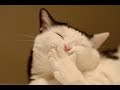 Funny Cats 01