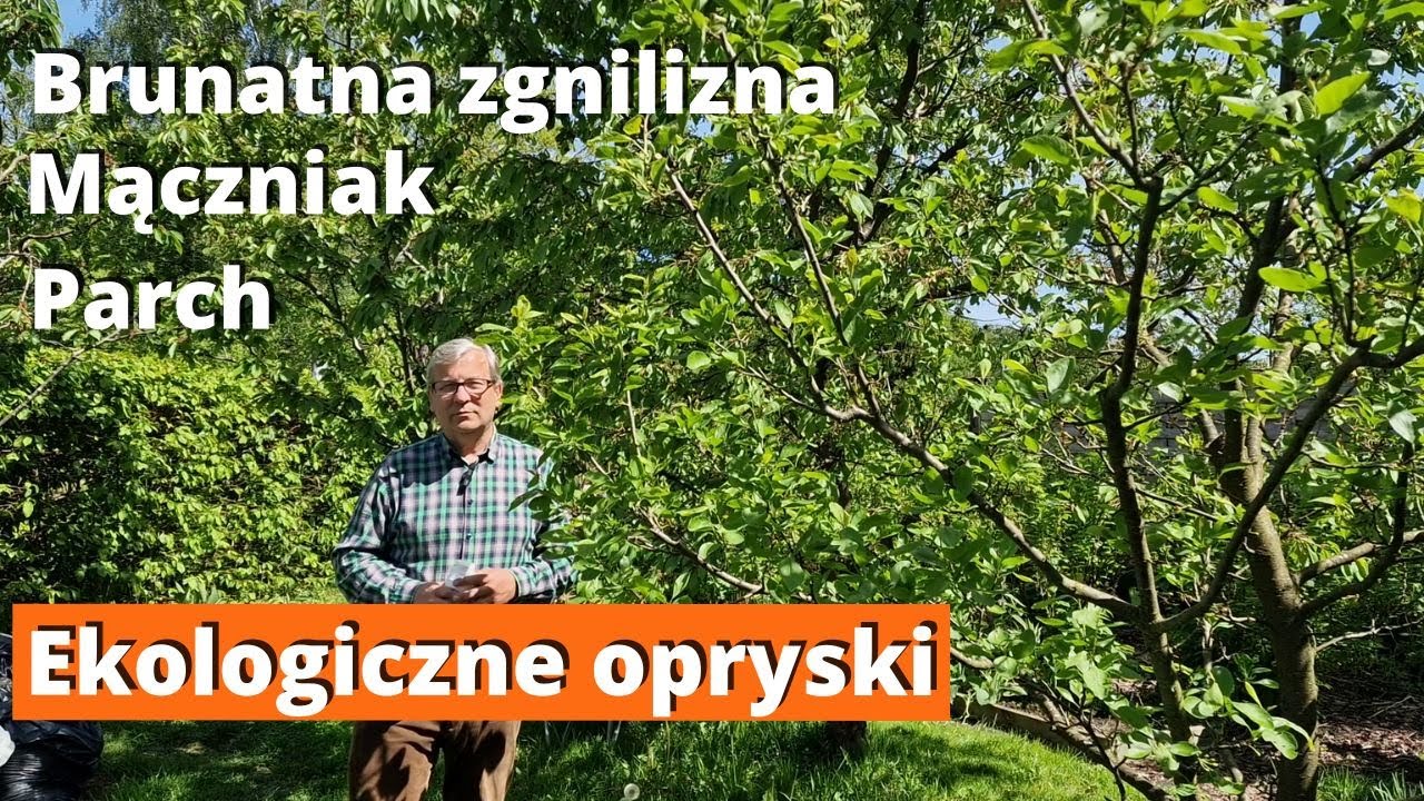 Zagrożenie mączniakiem, parchem i brunatną zgnilizną. Ekologiczna ochrona sadu.