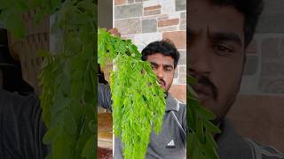 Pregnancy Murungai Elai Soup Drumstick Leaves