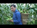 Harvest corn and sell. Robert | Green forest life (ep295)