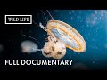 These Jellyfish Are Big Enough to Sink Boats | Monster Jellyfish | Full Documentary