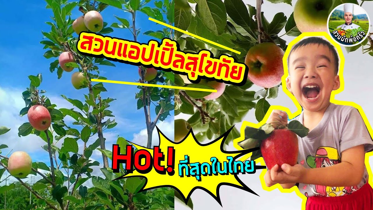 สวนแอปเปิ้ลสุโขทัย | บนเนื้อที่ 9 ไร่ | 10,000 กว่าต้น Hot! ที่สุดในไทย | สวนผักพ่อครัว