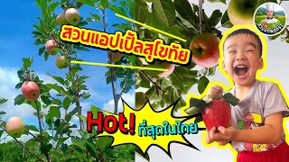 สวนแอปเปิ้ลสุโขทัย | บนเนื้อที่ 9 ไร่ | 10,000 กว่าต้น Hot! ที่สุดในไทย | สวนผักพ่อครัว