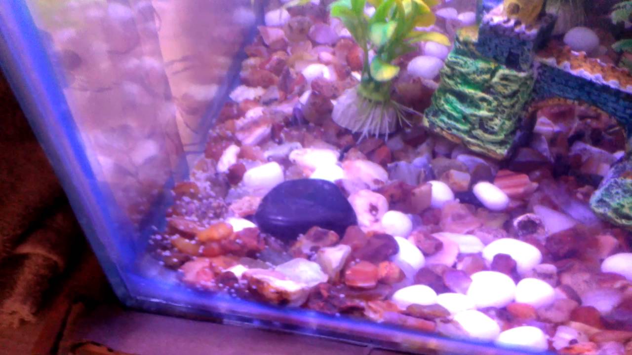 photo Silver Dollar Fish Eggs eggs of silver dollar fish youtube