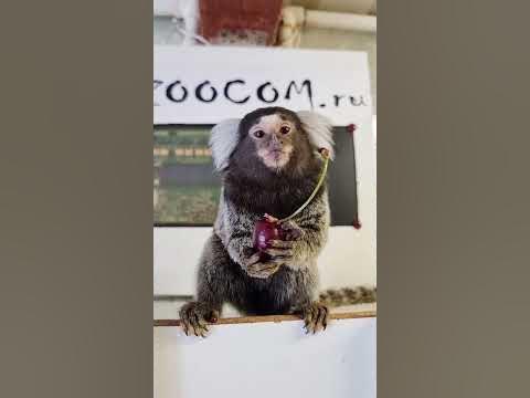 Обезьянка игрунка белоухая мило ест черешенку - YouTube