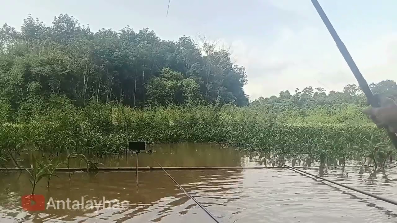 Wah di sini lagi,lagi ada cinta nya dari para neng nila‼️Mantap