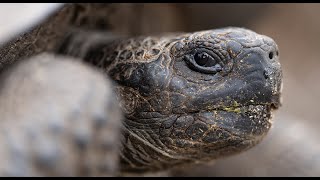 Capturing the Enchanted Isles: Galapagos Photography Tips • Daily Dose of Nature