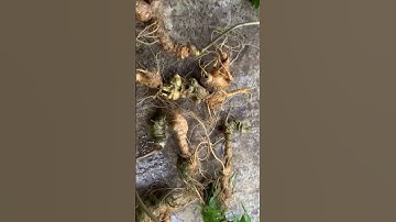 13 củ 1 cân Tam Thất Hoang già đẹp , thân lá ngắn xíu lên bình hay ngâm mật đều ngon ạ