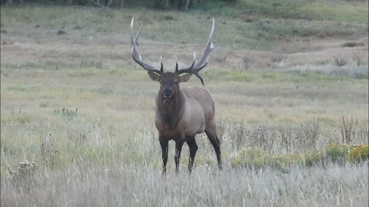 Windy morning, Elk bugling YouTube