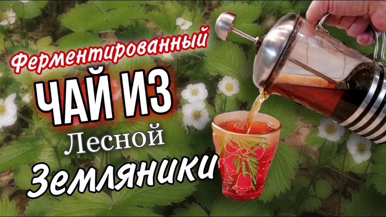 Земляничный ферментированный чай. Очень просто, вкусно и полезно. Чем полезны листья земляники.