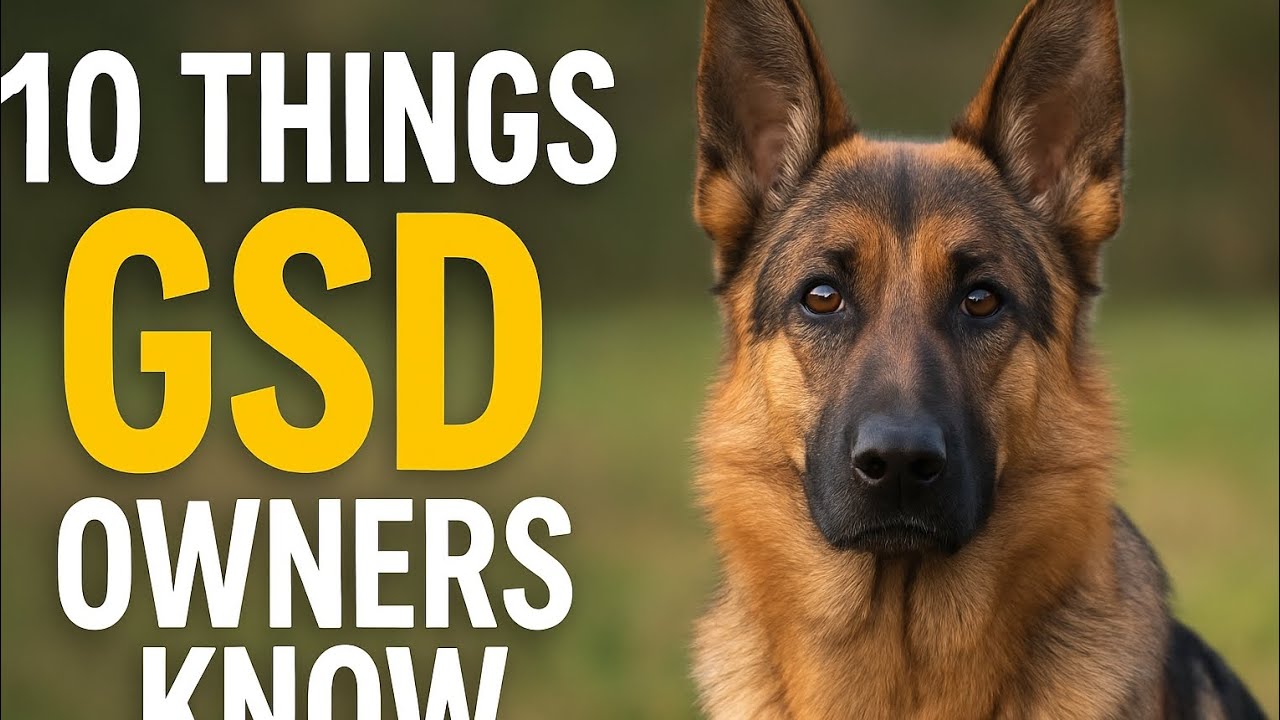 10 Things Only German Shepherd Owners Understand | German Shepherd Facts, Behavior & Training Tips