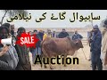 Auction of sahiwal cowa at bahadurnagar okaragovernment auction at bahadurnagar cattle farm